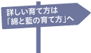 詳しい育て方は 「綿と藍の育て方」へ